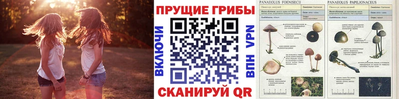 Купить  Северо-Курильск  Псилоцибиновые грибы GOLDEN TEACHER 